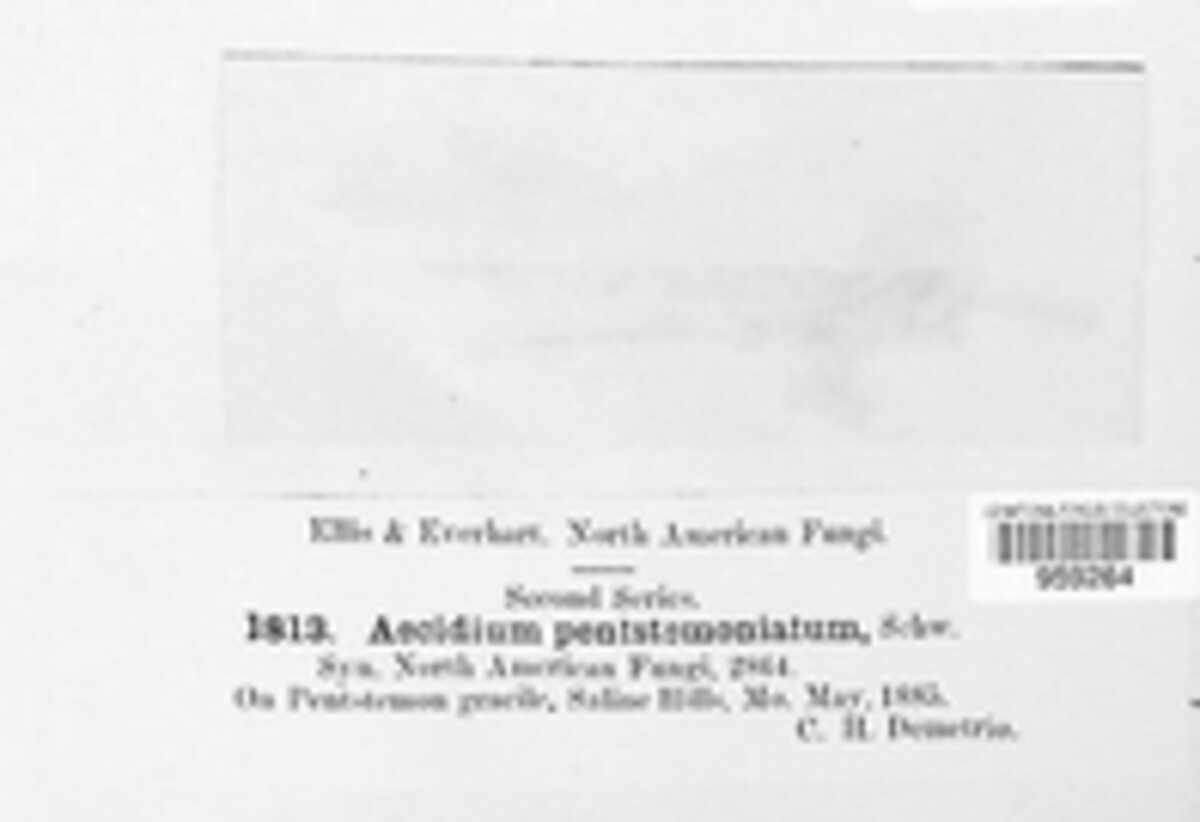Aecidium pentastemoniatum image